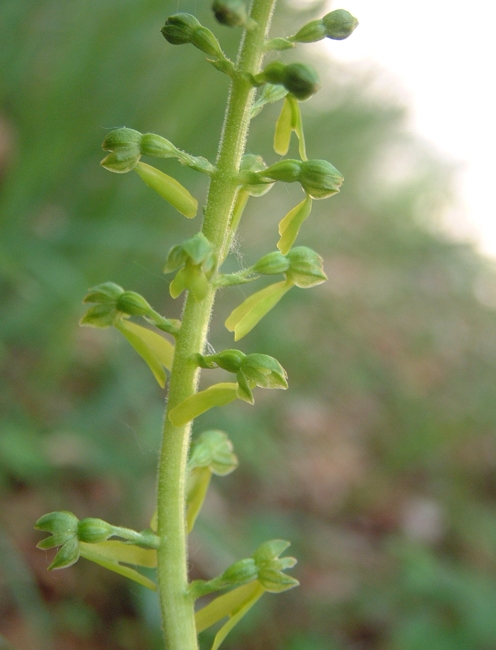 Neottia ovata